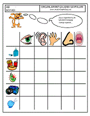 okul öncesi çocuklar için duyu organları öğretme çalışmaları